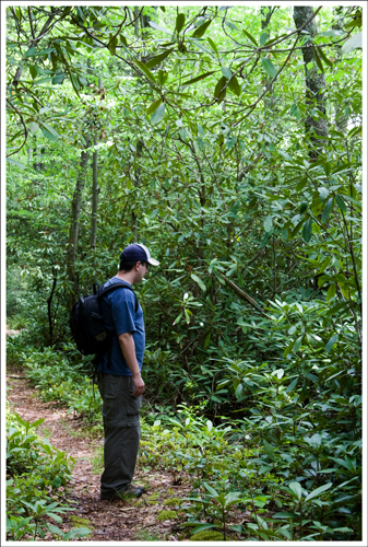 The rhododendron along this trail are jungle-thick