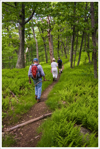 One of the prettiest sections of trail was the Appalachian Trail crossing Hogback Mountain One of the prettiest section of trail was the Appalachian Trail crossing Hogback Mountain