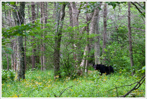 The bear as about 100 feet off the trailside.