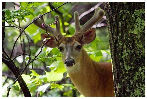 I bet this magnificent buck gets a lot of female attention in the fall.