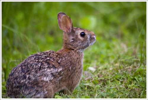 Unlike mystery crashes in the woods, bunnies are not scary.