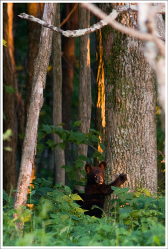 We saw this adorable cub and his mother right as we finished the hike.
