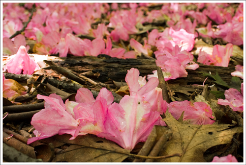 Wild Azalea flowers carpeted the forest floor.