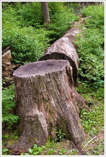 There are many fallen hemlocks along this trail. They used to be the giants of the forest.