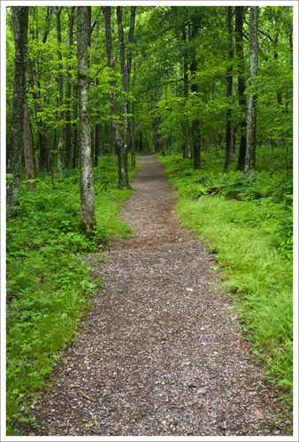 Although you can't tell in the photo, the trail back down Hawksbill Mountain is quite steep.