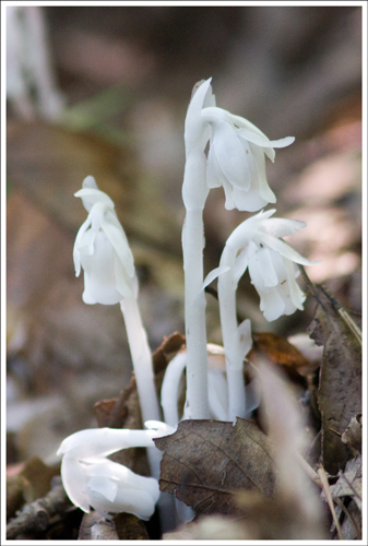 Indian Pipes along the trail.