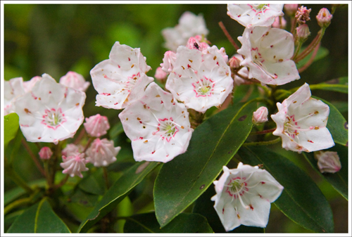 Although the hemlocks are gone, the trail is still lined by beautiful mountain laurel.