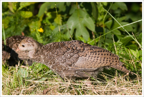 Baby Turkey? Turkling? Turklet?