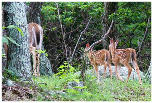 These twin fawns quickly disappeared into the woods.