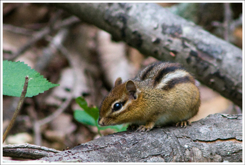 Along with the owl, lots of birds and several deer - we saw lots of chipmunks along the way.