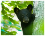 Shenandoah Bear Cub cub_2