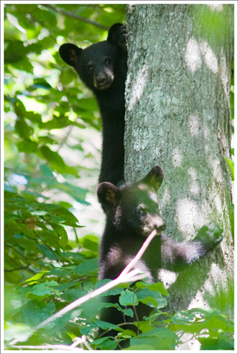 Bear Cubs on the White Oak Canyon Trail. Cubs on the White Oak Canyon Trail.