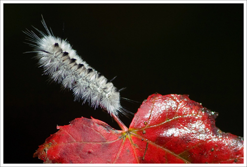 We didn't see much wildlife on the hike.