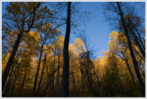 The morning light made the trees glow golden.