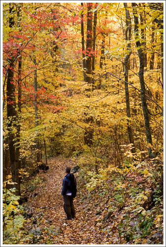 The woods on the Doyles River - Jones Run trail were gold and red.