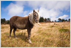 Gorgeous Gray Pony with long flowing white mane