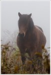 Grayson Highlands Pony in the Fog. Grayson Highlands Pony in the Fog.