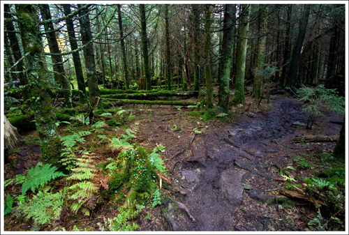 The Summit of Mt. Rogers Resembles a Rain Forest The Summit of Mt. Rogers resembles a rainforest. Pictured Below: the Thomas Knob Appalachian Trail Shelter; Adam on the summit.