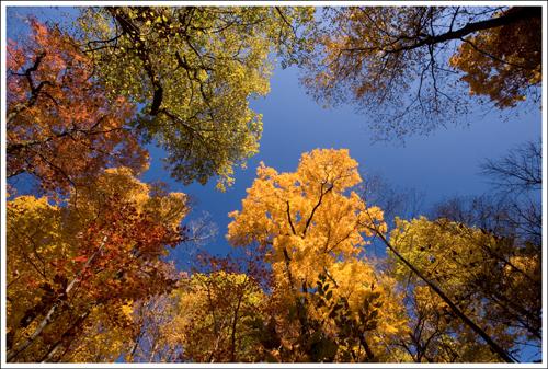 The trees above displayed beautiful fall colors
