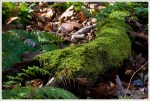 Moss on the Big Run Trail Moss on the Big Run Trail