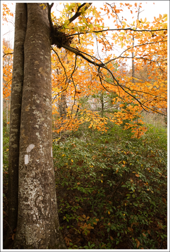 There wasn't much foliage left, but this tree was pretty.