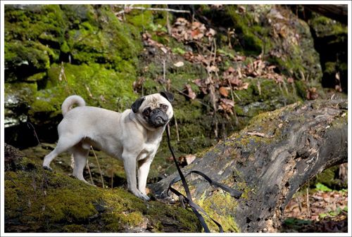 Wookie Enjoyed the Hike