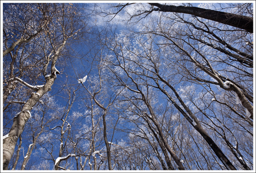 Crystallized Trees The ice sparkled on the tree tops.