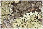 Lichen