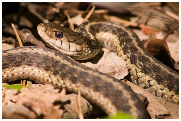 Snake Along the Trail