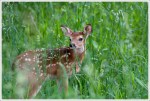 Newborn Fawn
