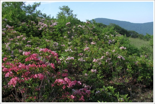 Mountain Laurel