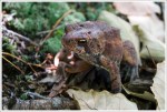 Trail Toad