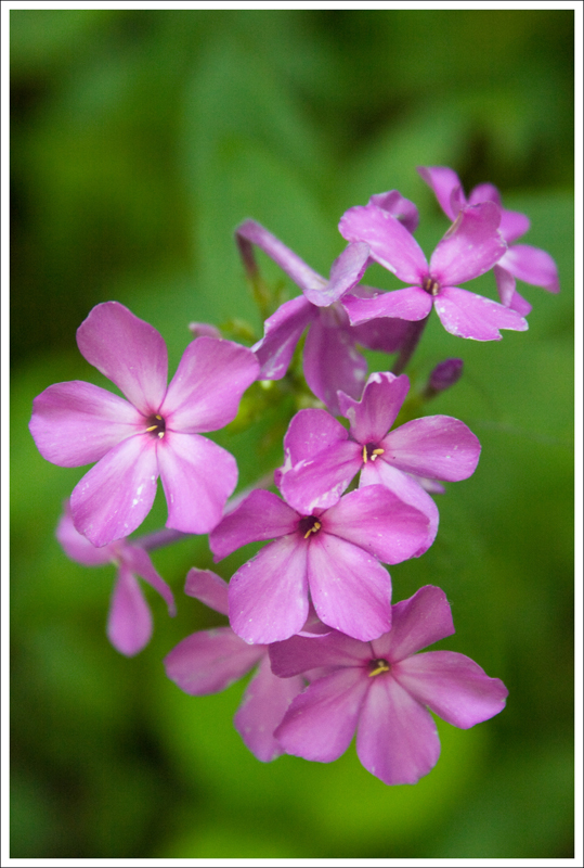 Wildflowers in Simmons Gap