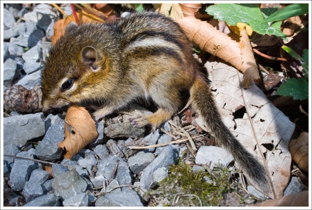 Baby Chipmunk