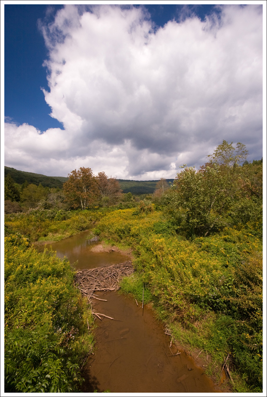 Beaver Dam on the Cranberry River