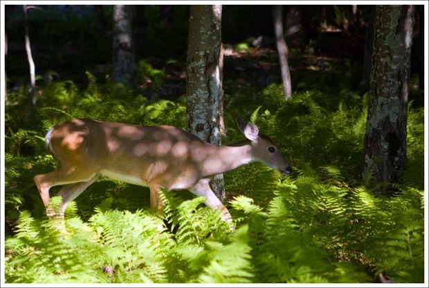 Dappled Light on a Doe