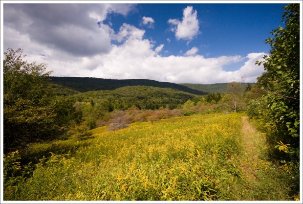 Meadow on the Cowpasture Trail