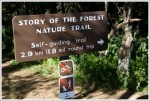 No Dogs or Bikes Allowed on Story of the Forest