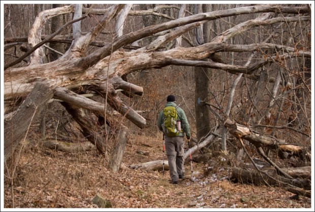 Gnarled Tree on the Saddleback Trail
