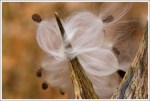 Milkweed