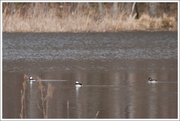 Buffleheads