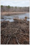 old beaver dam