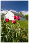 Barn on Mt. Bleak Farm