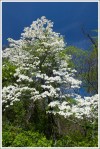 Big Dogwood