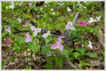 Lots of Trillium