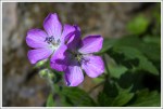 Hepatica