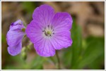 Wild Geranium