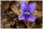 Wild Violet