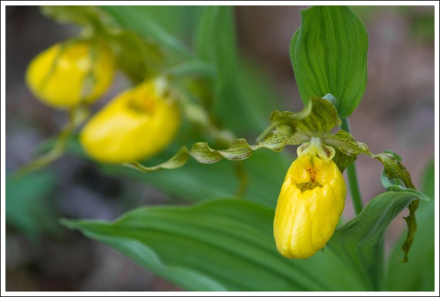 Yellow Lady Slipper