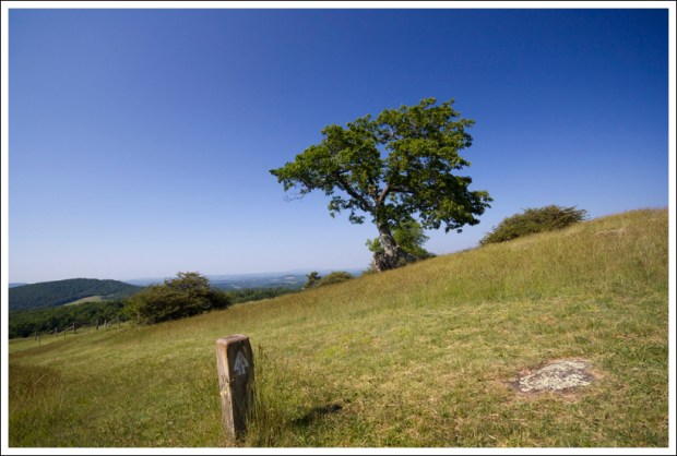 Open Meadow and Trail Marker